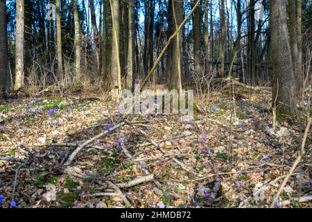 Premières violettes au début du printemps. Accent sélectif sur les violettes. Arrière-plan flou. Gros plan Banque D'Images