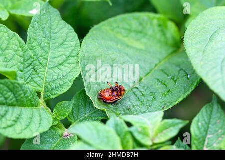 Le dendroctone de la pomme de terre mort sur une feuille de pomme de terre après traitement insecticide. Banque D'Images