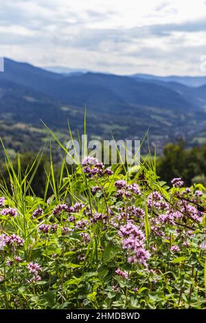 Fleurs sauvages et petites fleurs de montagne roses dans les Carpates, Ukraine Banque D'Images