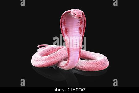 3D Illustration de la couleuvre Cobra à roi Albino isolée sur fond noir, couleuvre Cobra rose ou blanche Banque D'Images