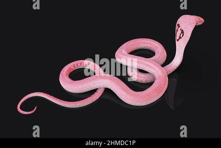 3D Illustration de la couleuvre Cobra à roi Albino isolée sur fond noir, couleuvre Cobra rose ou blanche Banque D'Images