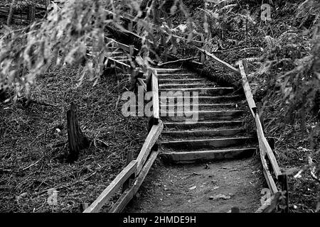 Escalier en bois noir et blanc et terre sur un sentier forestier Banque D'Images