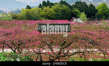 Hangar avec un toit carrelé dans un champ de fleurs de pêche florissant au printemps Banque D'Images