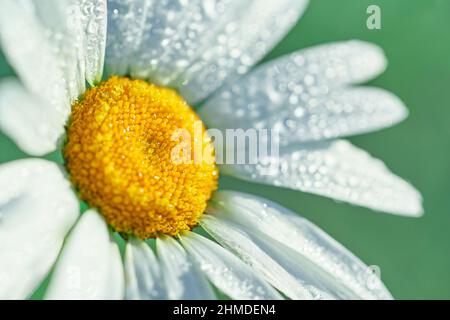 Gros plan fleur de Marguerite avec des pétales blancs givrés et un centre jaune vif avec un fond vert de prairie de fleurs sauvages. Banque D'Images