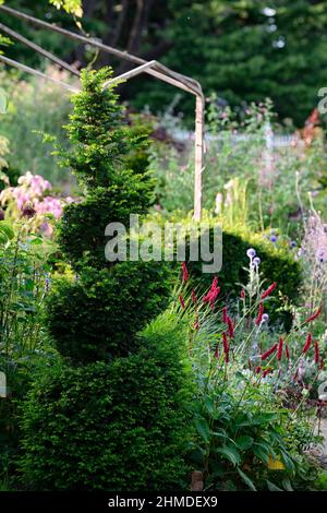 tagus,arbre à coudre,spirale,forme circulaire,en,forme,de,clip,clippé,topiaire,train,formé,jardin formel,conception de jardin,jardinage,jardins,RM floral Banque D'Images