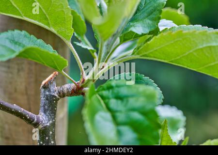 Tige de pommier espalier formée contre un poteau en bois et taillé sur un éperon à fruits de la tige latérale. Vue rapprochée des feuilles de pommiers fraîches au printemps. Banque D'Images