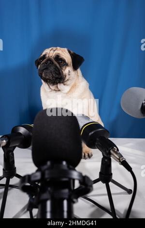 fauve de couleur pug assis sur des tables près des microphones sur fond bleu Banque D'Images