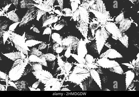 Texture de macro de feuille de menthe avec stries. Grunge arrière-plan noir et blanc. Illustration abstraite de vecteur de demi-teinte Illustration de Vecteur