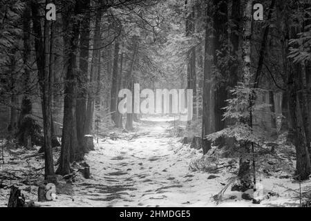 Un léger brouillard donne une sensation mystérieuse à une promenade de l'après-midi avec le chien le long d'un sentier dans la forêt boréale de Baileys Harbour, dans le comté de Door, Wisconsin. Banque D'Images