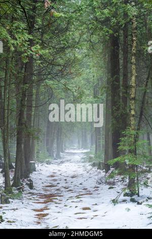 Un léger brouillard donne une sensation mystérieuse à une promenade de l'après-midi avec le chien le long d'un sentier dans la forêt boréale de Baileys Harbour, dans le comté de Door, Wisconsin. Banque D'Images