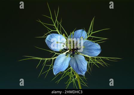 Echter Schwarzkümmel, Nigella sativa, Familie der Hahnenfußgewächse, in der Naturheilkunde wird Schwarzkümmel BEI Allergien, Neurodermitis, psoriasis, Banque D'Images