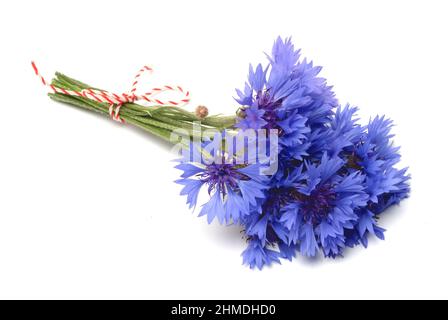 Kornblume, Centaurea cyanus, eine Pflanzenart aus der Gattung Centaurea innerhalb der Familie der Korbblütler. Die blaue Kornblume kommt als Heilpflan Banque D'Images