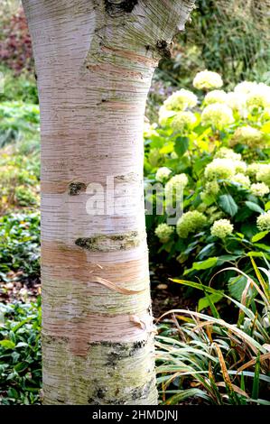Betula Utilis, écorce de ce bouleau himalayan. Banque D'Images