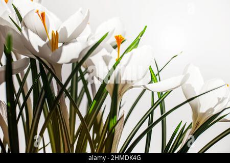 Crocus blancs au printemps sur fond blanc avec espace de copie Banque D'Images