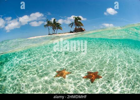 Moitié au-dessus et moitié au-dessous de l'image de l'étoile de mer et de l'île des Caraïbes avec des palmiers. Banque D'Images