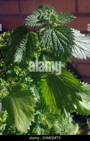 Urtica dioica, souvent connu sous le nom d'ortie commune, ortie de brûlure, ortie de piqûre Banque D'Images