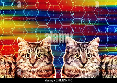 concept de clonage pet cat Banque D'Images