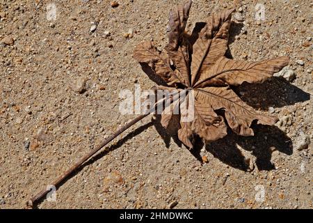 Feuille séchée dans le sol Banque D'Images