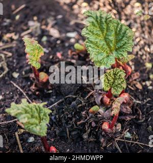 Premières variétés de rhubarbe montrant en février quand il y a encore de la neige et du gel dans le North Yorkshire. Tôt pour ajouter du compost mais était 'itching'. Banque D'Images