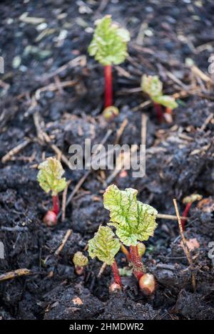 Premières variétés de rhubarbe montrant en février quand il y a encore de la neige et du gel dans le North Yorkshire. Tôt pour ajouter du compost mais était 'itching'. Banque D'Images