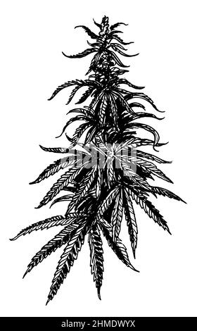 Plant de cannabis. Dessin noir et blanc Encre Banque D'Images