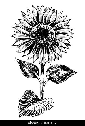 Tournesol en fleur.Dessin noir et blanc Banque D'Images