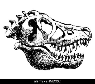 Crâne de Tyrannosaurus. Dessin noir et blanc Banque D'Images