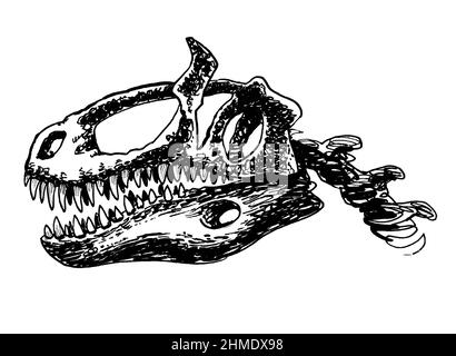 Crâne de Tyrannosaurus. Dessin noir et blanc Banque D'Images