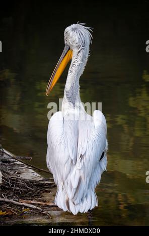 Un pélican regarde à gauche avec son dos tourné vers nous et debout dans l'eau Banque D'Images
