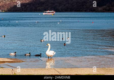 Un cygne blanc baigné de soleil se dresse sur une dalle au bord du lac de Llyn Padarn, tandis que des canards, des canards colverts et d'autres oiseaux aquatiques pagachent de près Banque D'Images