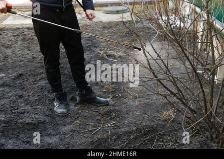 Agriculture écologique biologique. Défoquer l'homme fermier pulvérisant l'arbre avec un pulvérisateur de pesticides contre les insectes dans le jardin de printemps. Agriculture et jardinage. C Banque D'Images