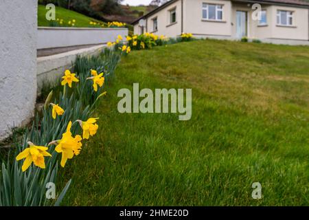 Reen, West Cork, Irlande. 9th févr. 2022. Un jardin rempli de jonquilles (Narcisse) dans le village de Reen, à l'ouest de Cork. Met Éireann a prévu ce soir des températures inférieures à zéro ainsi que de la neige et de la glace pour les régions du nord du pays. Crédit : AG News/Alay Live News Banque D'Images