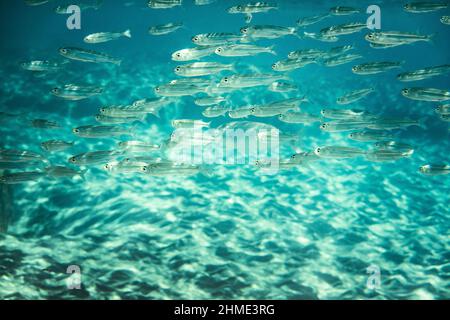 Poissons nageant au-dessus des rochers dans la mer turquoise couleur Banque D'Images