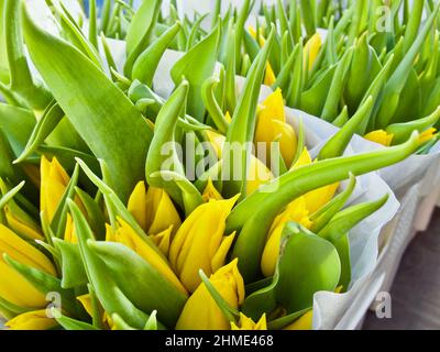 Bouquet de tulipes jaunes enveloppées à vendre au marché aux fleurs au printemps. Banque D'Images