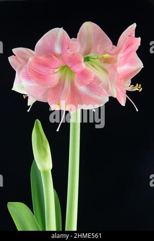 Amaryllis « Apple Blossom ». Banque D'Images