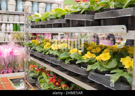 Primroses dans le magasin de pots dans le magasin de jardin. Jardinage et travaux de printemps Banque D'Images