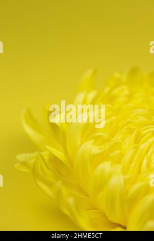 Gros plan d'une fleur de chrysanthème jaune sur fond jaune. Banque D'Images