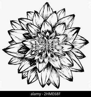 Magnifique fleur de dahlia noir et blanc monochrome Illustration de Vecteur