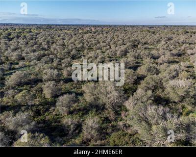 Olive sauvage, gommage méditerranéen, Finca Marola, Estanyol, sa Marina de Llucmajor, Majorque, Iles Baléares, Espagne Banque D'Images