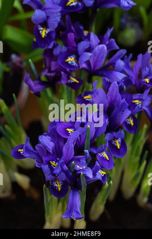 Fleurs d'iris bleu frais en gros plan, carte postale des vacances de printemps Banque D'Images