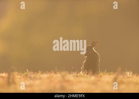 European Rabbit (Oryctolagus cuniculus) toilettage adulte, rétroéclairé au coucher du soleil, Suffolk, Angleterre, juin Banque D'Images