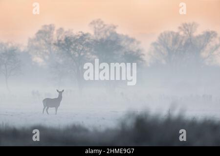 Cerf rouge Cervus elaphus, debout dans des prairies couvertes de gel le matin brumeux, Suffolk, Angleterre, janvier Banque D'Images