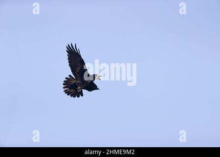 Rook (Corvus frugilegus) adulte en vol, Suffolk, Angleterre, mars Banque D'Images