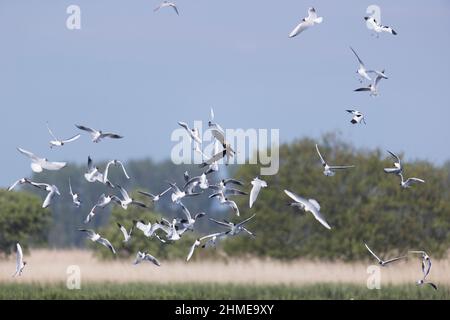 Marais Harrier (Circus aeruginosus) femelle adulte emmenée par Avocet eurasien (Recurvirostra avosetta) et Mouette à tête noire (Larus ridibundus) Banque D'Images