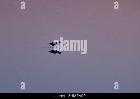 Avocet eurasien (Recurvirostra avosetta) adulte passage à gué, silhouetté au coucher du soleil, Suffolk, Angleterre, juillet Banque D'Images