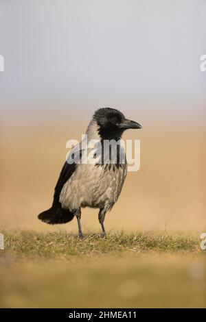Corneille à capuchon (Corvus cornix) adulte debout sur l'herbe, Hortobagy, Hongrie, janvier Banque D'Images