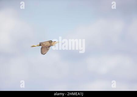 Grand Bittern (Botaurus stellaris) adulte volant, Suffolk, Angleterre, août Banque D'Images