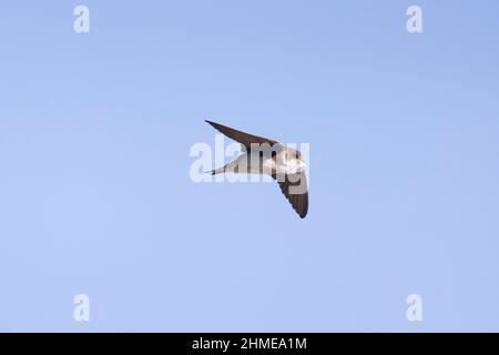 Sable Martin (Riparia riparia) adulte volant avec des plumes pour la doublure nichent dans le bec, Suffolk, Angleterre, juin Banque D'Images