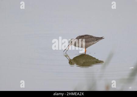 Chevalier à queue rouge tachetée (Tringa erythropus) juvénile avec une proie à trois épinoches (Gasterosteus aculeatus) dans le bec, Suffolk, Angleterre, septembre Banque D'Images