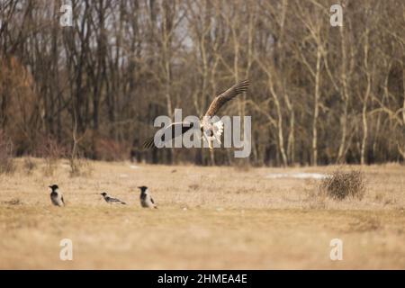 Aigle à queue blanche (Haliaeetus albicilla), adulte volant, sur le point d'atterrir avec un corbeau à capuchon (Corvus cornix) 3 adultes debout sur l'herbe, Hortobagy, Hongrie Banque D'Images
